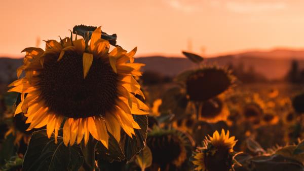 Sunflower Flower Bloom Image Wallpaper