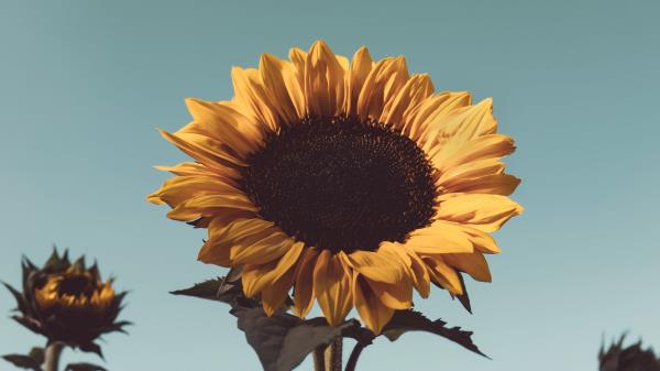 Sunflower Flower Bloom Wallpaper