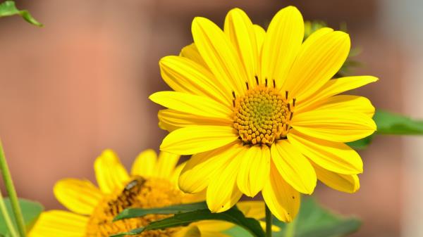 Sunflower Flower Bud Wallpaper