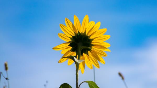 Sunflower Flower Petals Wallpaper