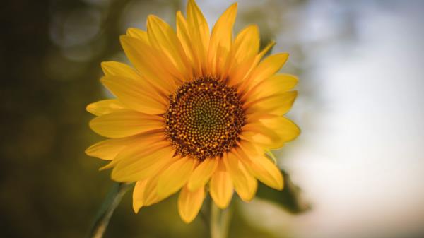 Sunflower Flower Plant Wallpaper