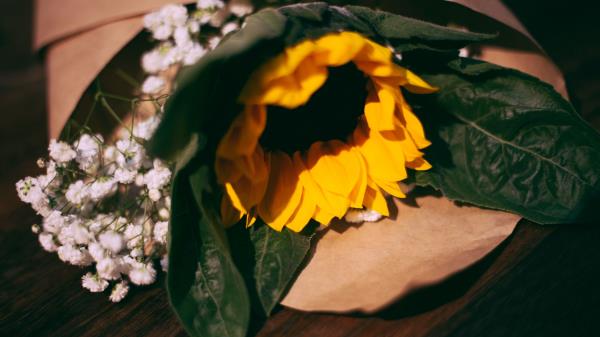 Sunflower Flowers Bouquet Composition Wallpaper