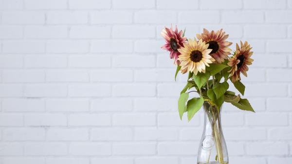 Sunflower Flowers Vase Wallpaper