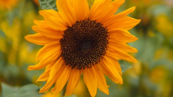 Sunflower Petals Flowers Wallpaper