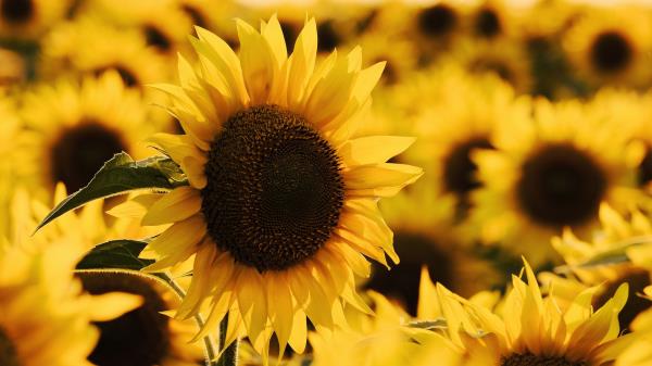 Sunflower Yellow Flower Blossom Wallpaper