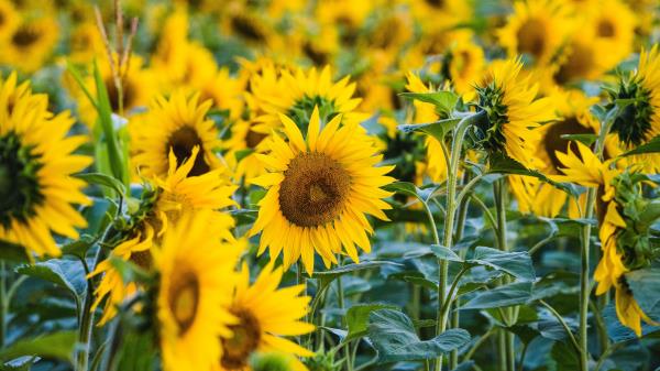 Sunflower Yellow Flower Image Wallpaper