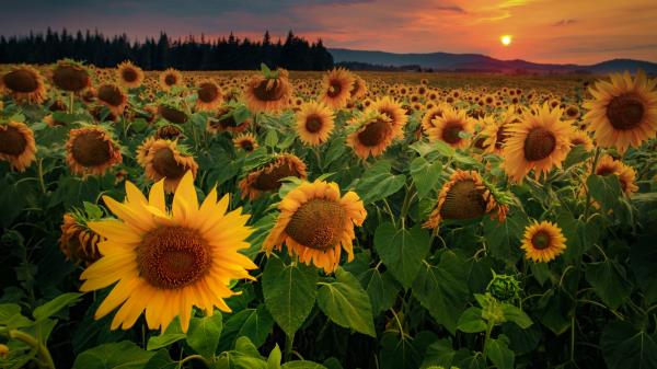 Sunflowers Flowers Field Wallpaper
