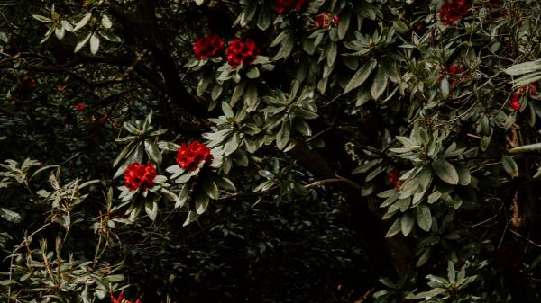 Tree Flowers Red Wallpaper