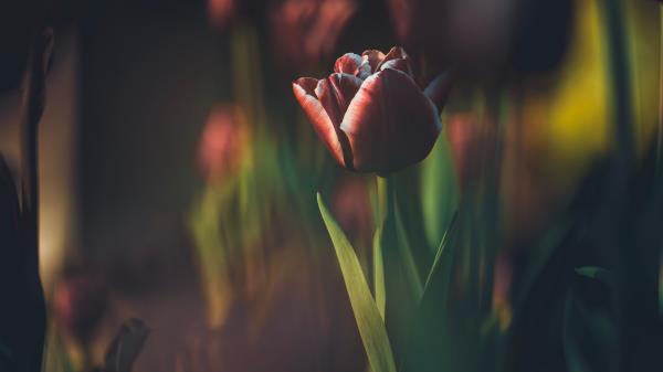 Tulip Bud Blur Wallpaper