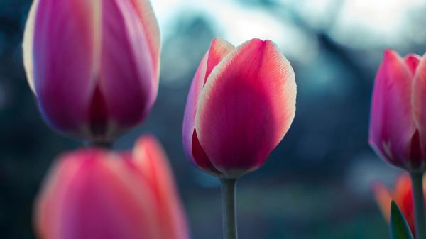 Tulip Bud Petals Image Wallpaper