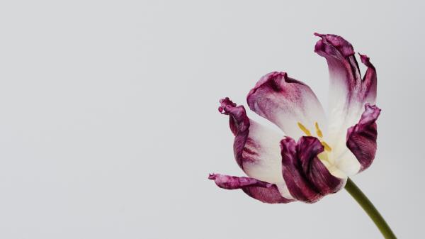 Tulip Flower Minimalism Wallpaper