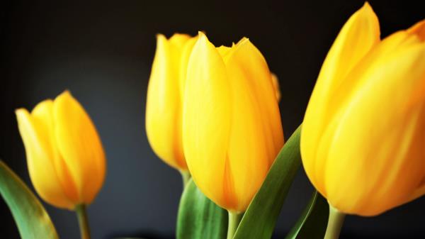 Tulip Flowers Yellow Blur Wallpaper