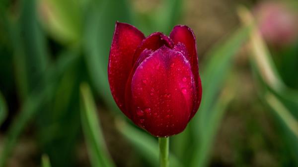 Tulip Red Drops Wallpaper