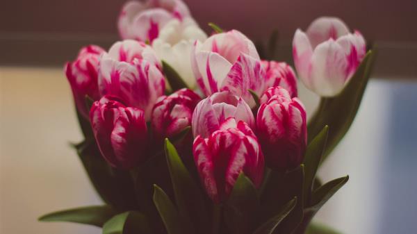 Tulips Bouquet Tender Wallpaper