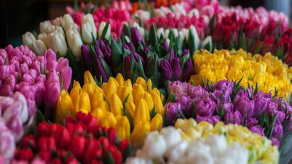 Tulips Bouquets Multicolored Wallpaper