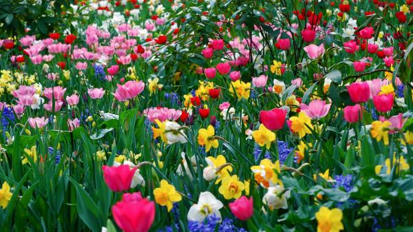 Tulips Daffodils Flowers Meadow Beauty Sprin Wallpaper