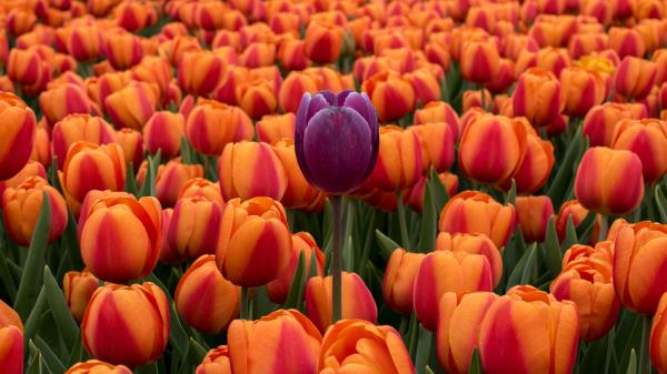 Tulips Flower Bed Contrast Wallpaper