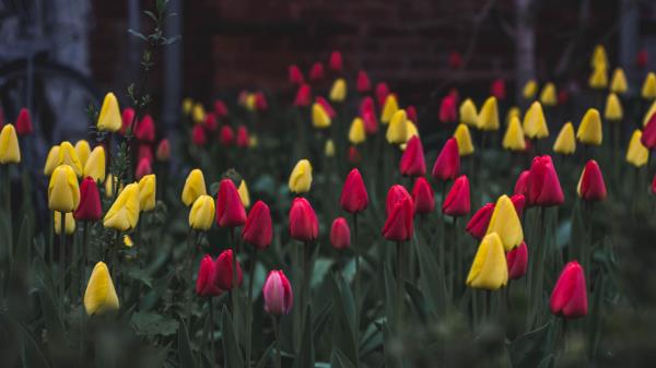 Tulips Flower Bed Flowers Wallpaper
