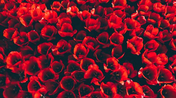 Tulips Flower Bed Red Wallpaper