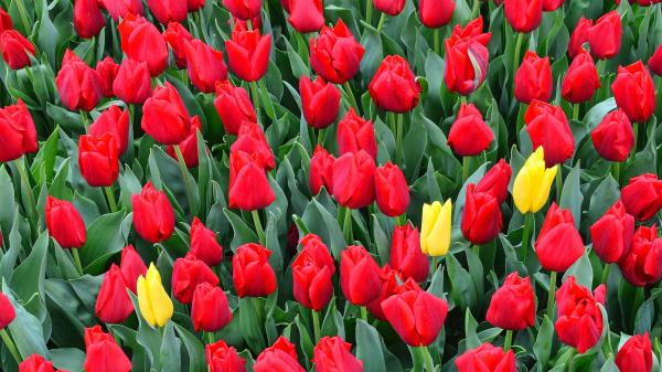 Tulips Flowerbed Red Wallpaper
