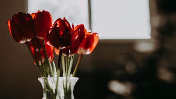 Tulips Flowers Bouquet Image Wallpaper