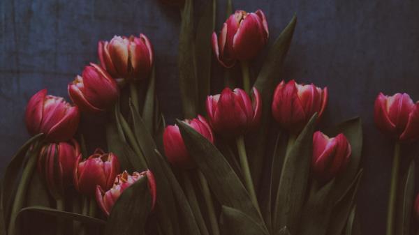 Tulips Flowers Bouquet Wallpaper