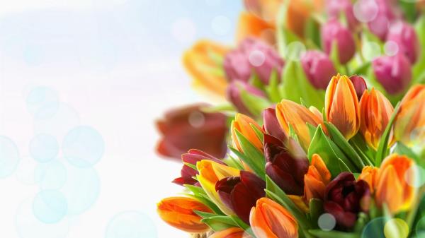 Tulips Flowers Colorful Close U Wallpaper