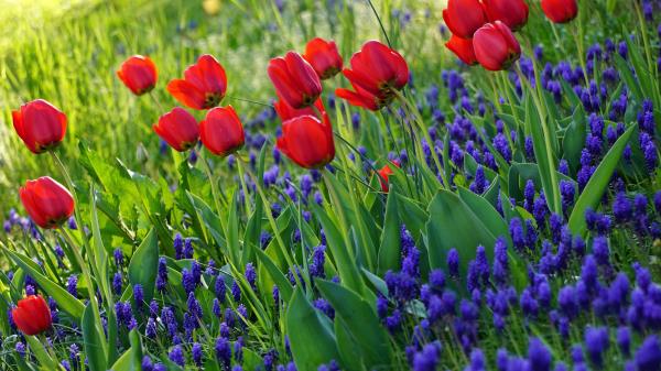 Tulips Flowers Flowering Wallpaper