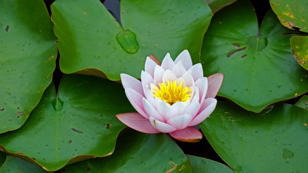 Water Lily Flower Leaves Wallpaper