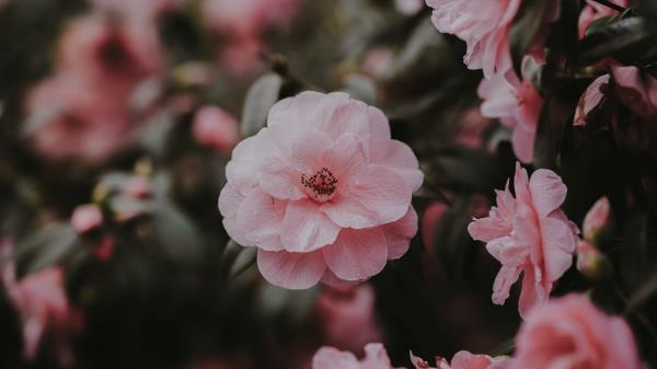 Wild Rose Rose Bush Petals Wallpaper