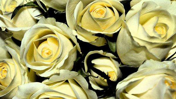 Yellow Roses Buds Flowers Bouque Wallpaper