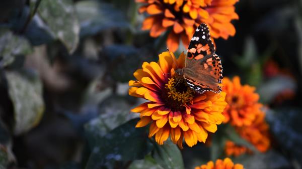 Zinnia Butterfly Flower Image Wallpaper