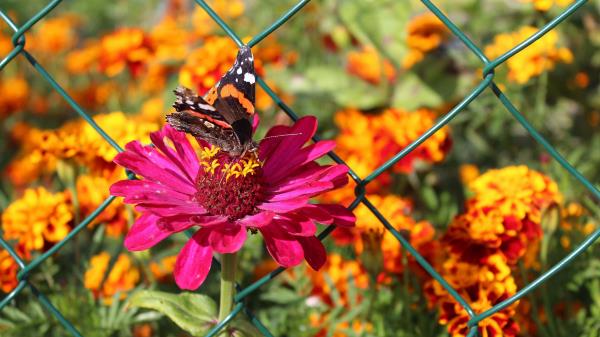Zinnia Butterfly Flower Wallpaper
