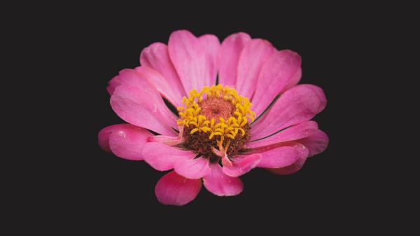Zinnia Flower Pink Image Wallpaper