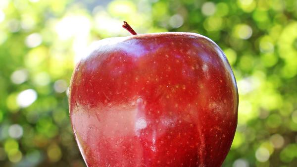 Apple Fruit Ripe Close Up Wallpaper