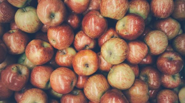 Apples Fruit Harvest Wallpaper