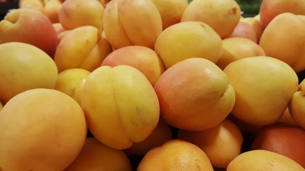 Apricot Fruit Ripe Wallpaper