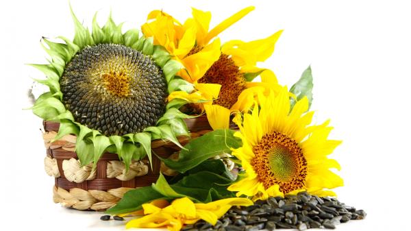 Basket Flowers Sunflowers Sunflower Seeds White Background Wallpaper