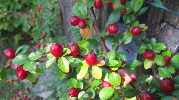Berries Shrubs Nature Wallpaper