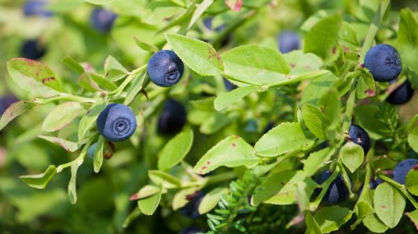 Bilberry Wallpaper Wallpaper