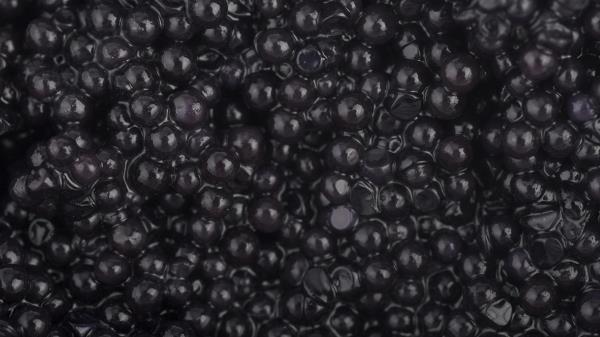 Black Caviar Granular Wallpaper