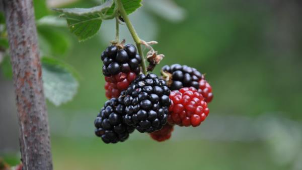 Blackberries Berries Branch Wallpaper