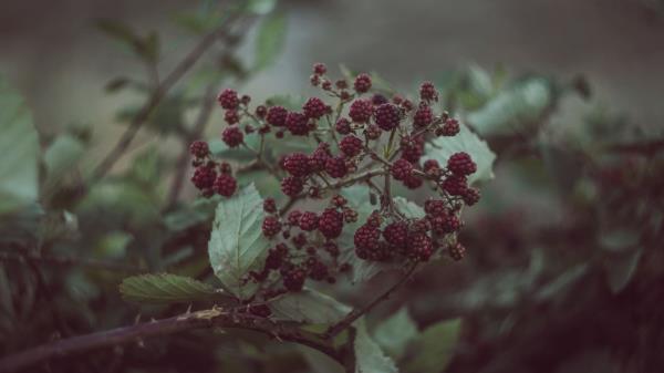 Blackberries Berries Bush Wallpaper