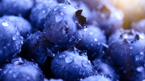 Blueberries Hd Wallpaper