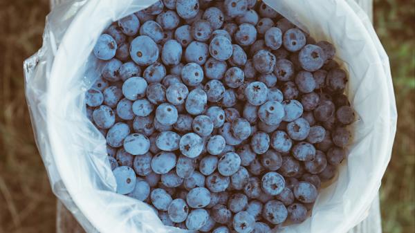 Blueberry Berries Package Wallpaper