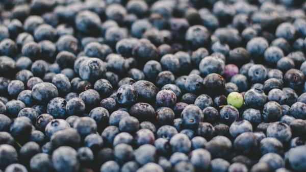 Blueberry Berry Ripe Many Wallpaper