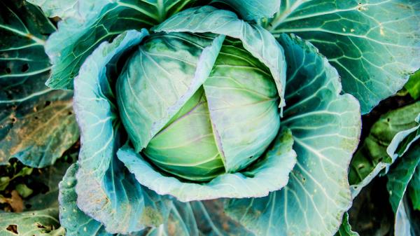 Cabbage Head Out Vegetable Wallpaper
