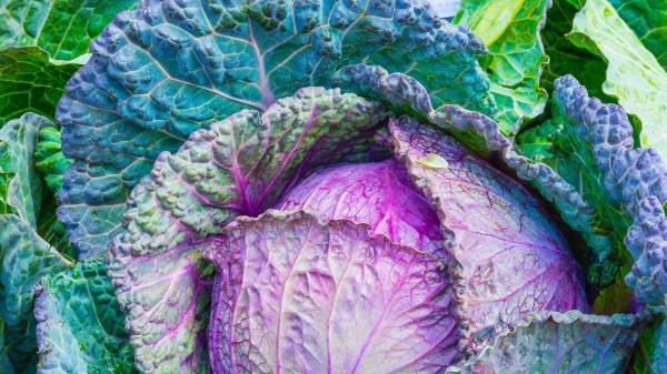 Cabbage Vegetable Leaves Wallpaper