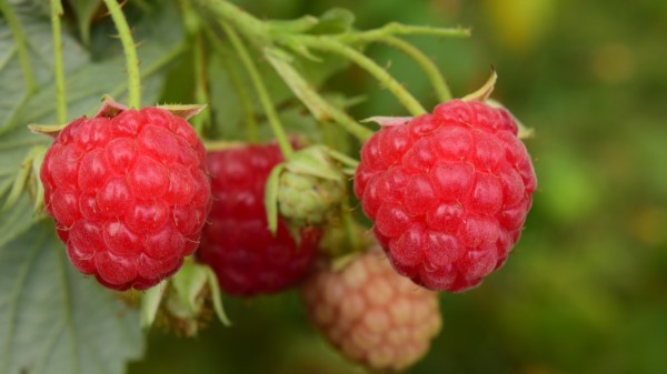 Raspberries Berries Branch Ripe Wallpaper