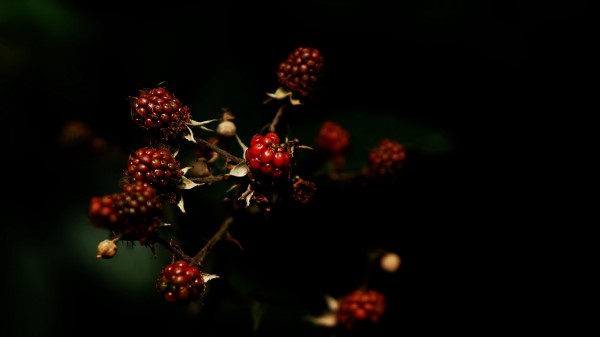 Raspberries Berries Dark Wallpaper